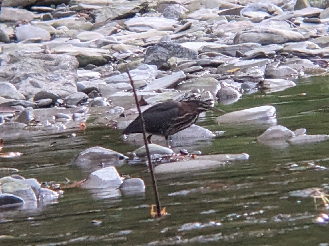 Green Heron - ML622020813