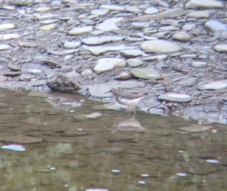 Spotted Sandpiper - ML622020822