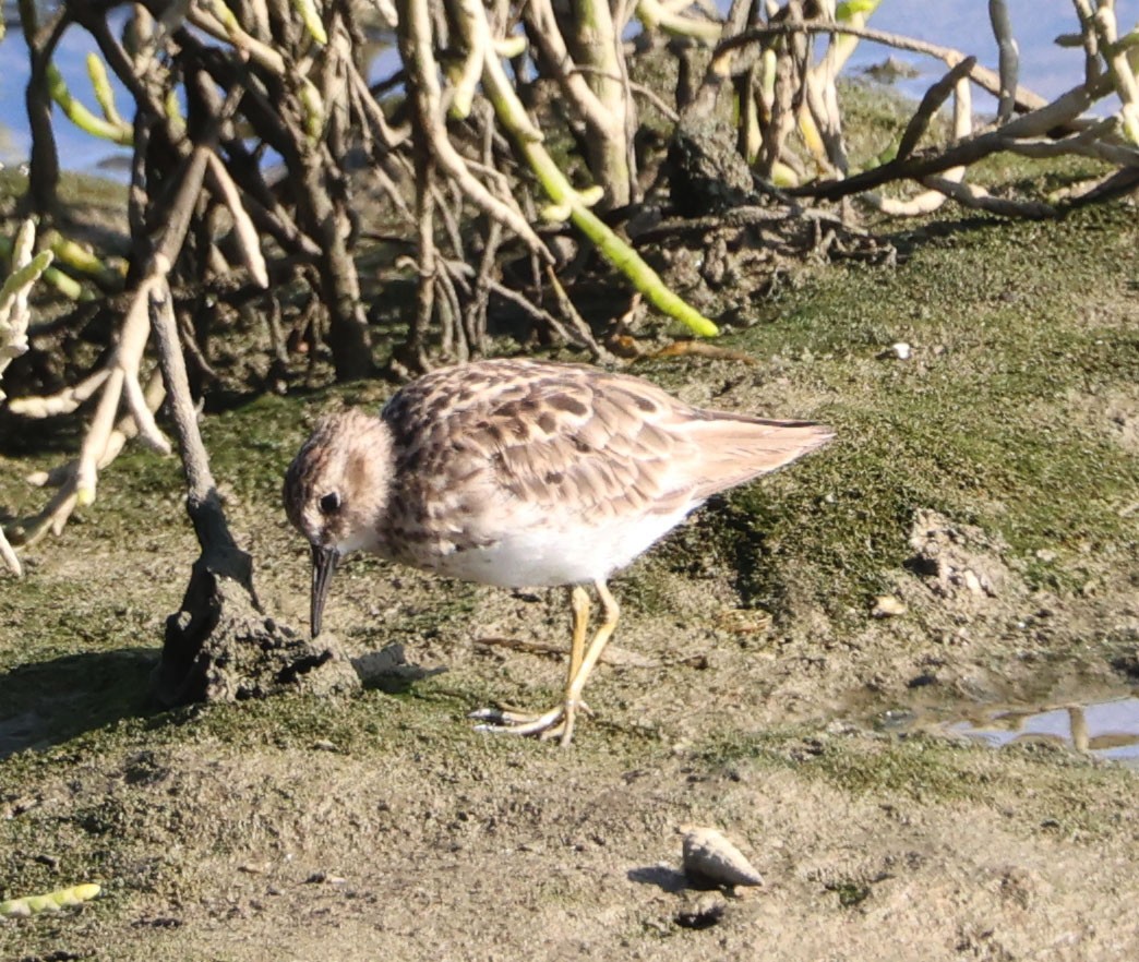 Least Sandpiper - ML622020895