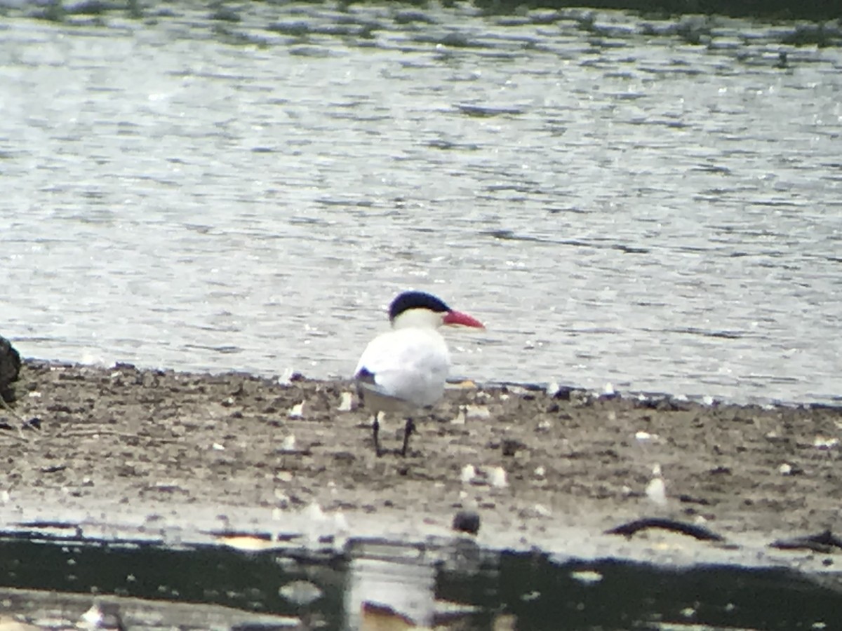 Caspian Tern - Jason Horn