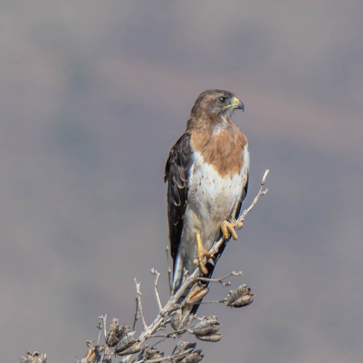 Swainson's Hawk - ML622020977