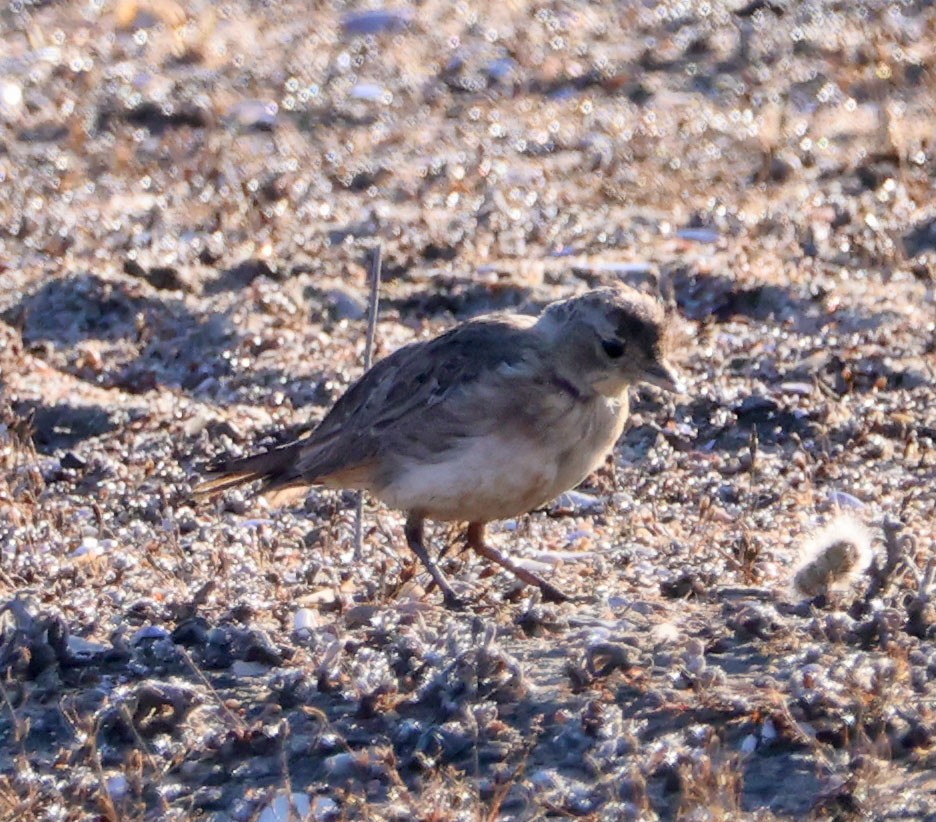 Horned Lark - ML622021007