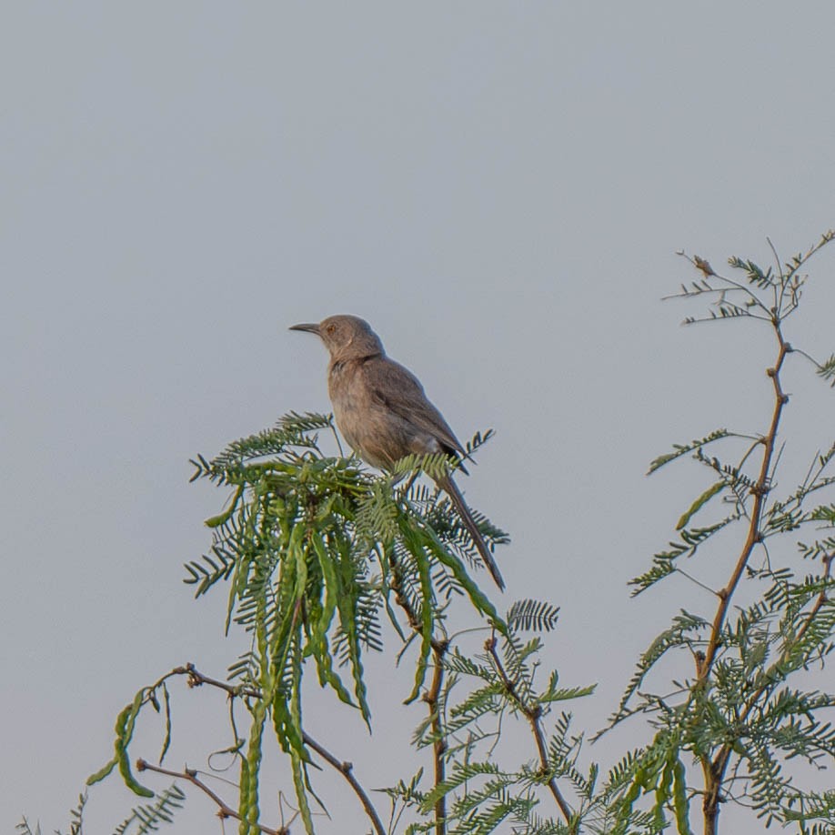 Bendire's Thrasher - ML622021009