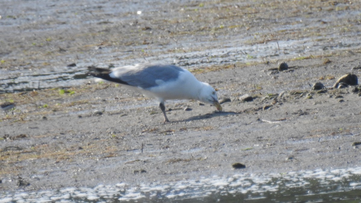 American Herring Gull - Anca Vlasopolos