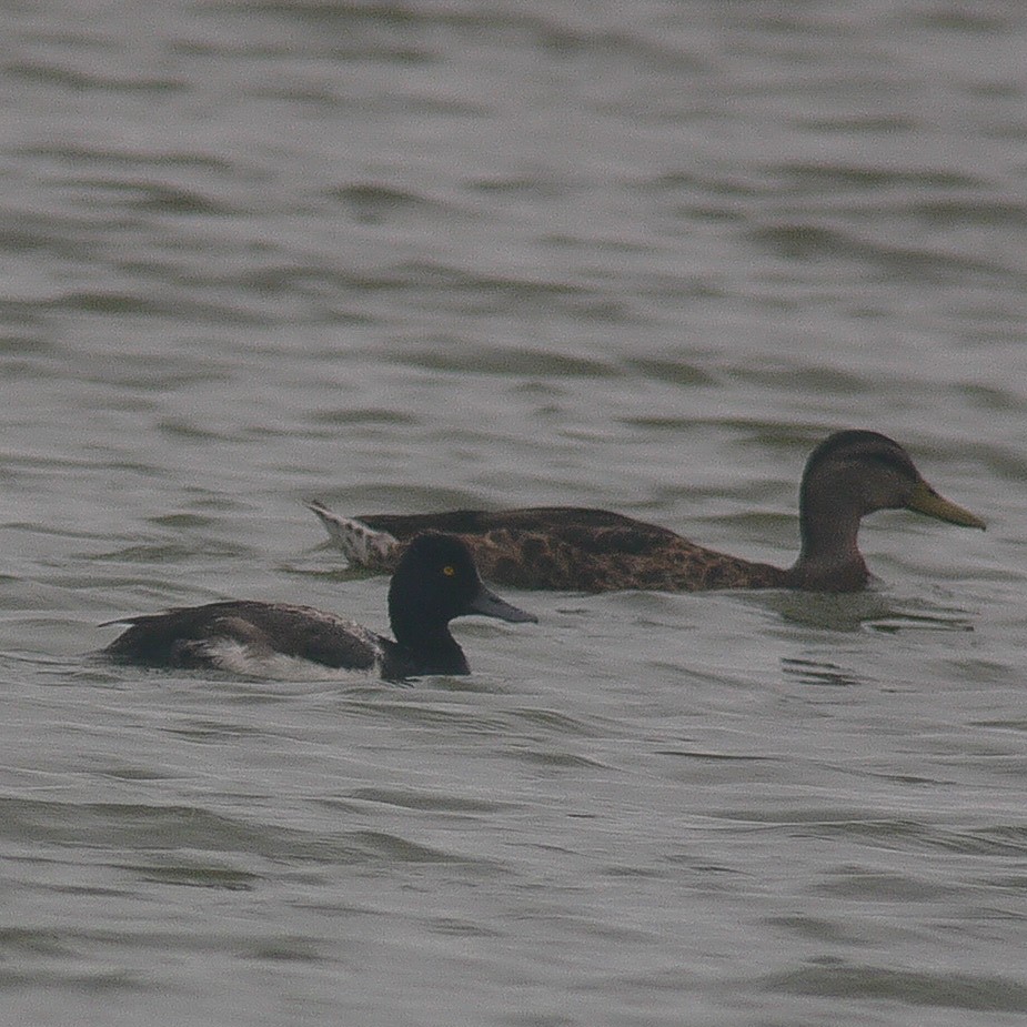 Lesser Scaup - ML622021132