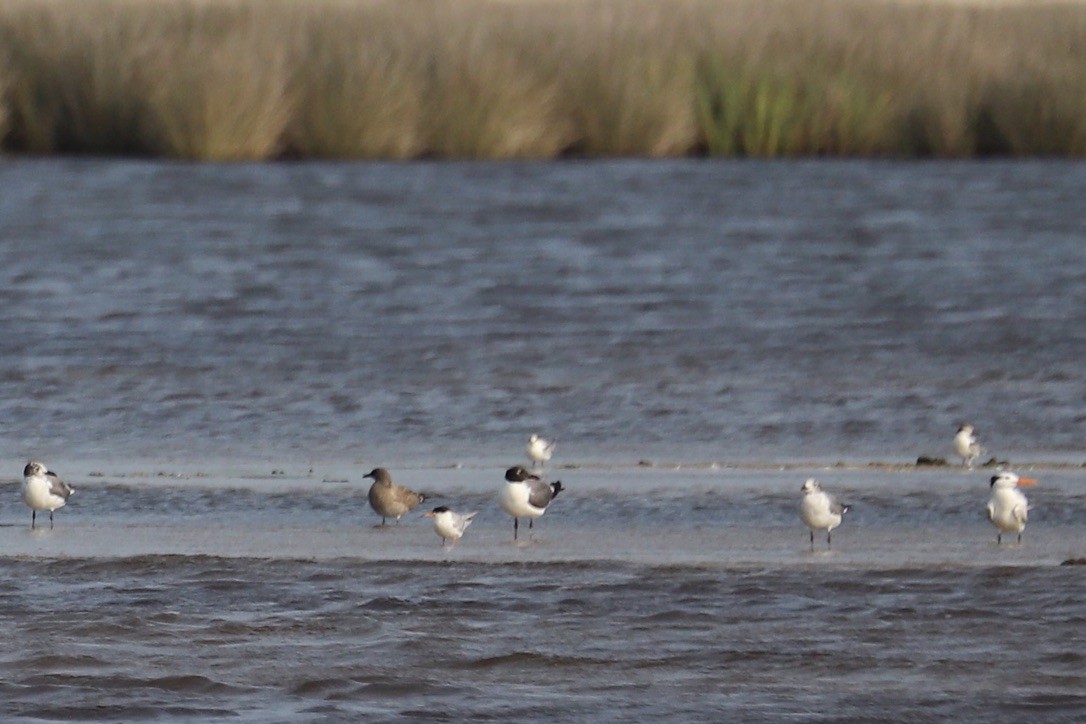 goéland ou mouette sp. - ML622021191