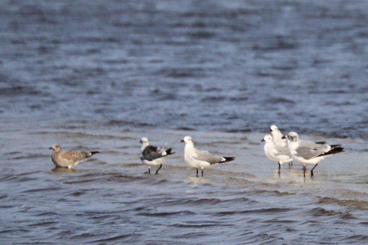 goéland ou mouette sp. - ML622021192