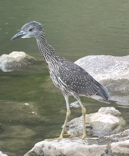 Yellow-crowned Night Heron - ML622021211