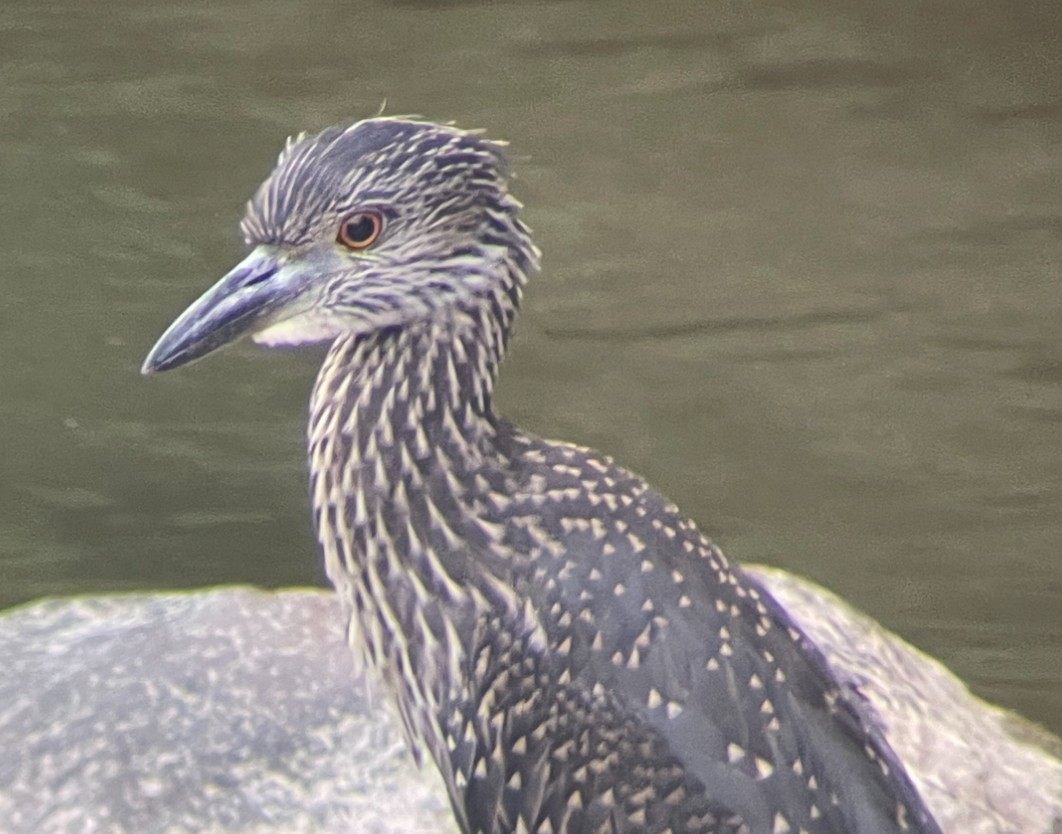 Yellow-crowned Night Heron - ML622021212