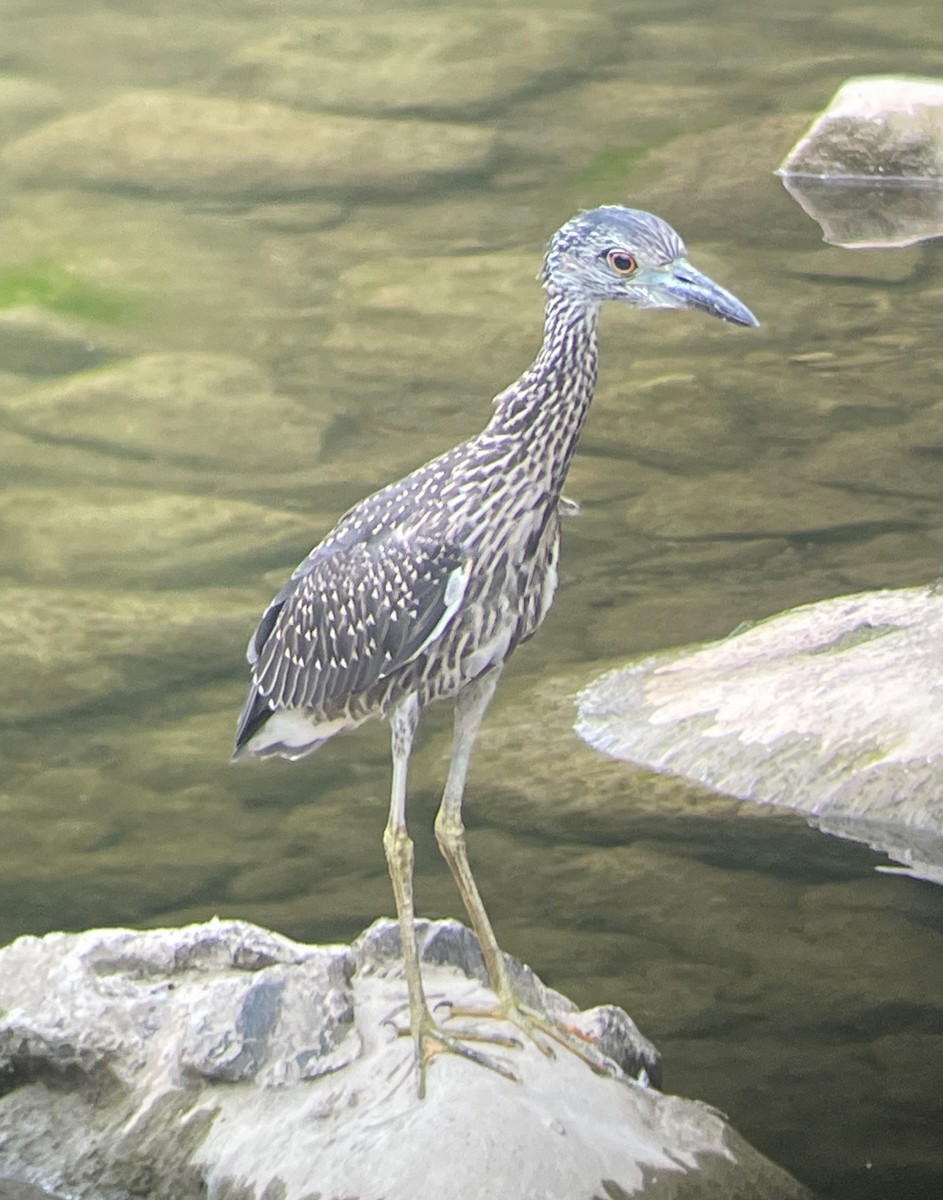 Yellow-crowned Night Heron - ML622021214