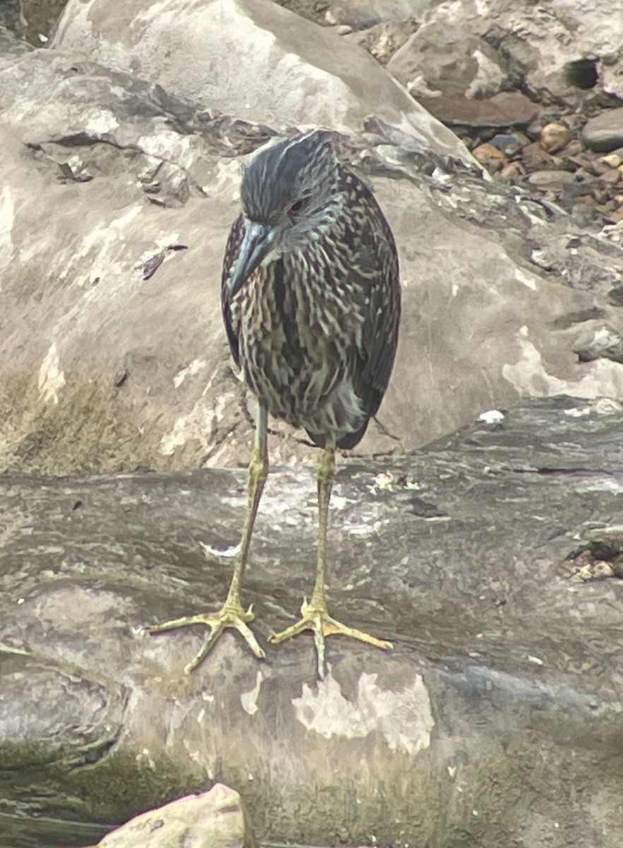 Yellow-crowned Night Heron - ML622021216