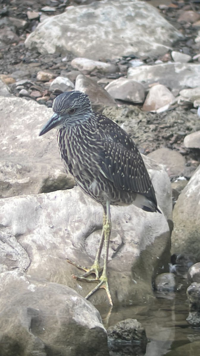 Yellow-crowned Night Heron - ML622021217