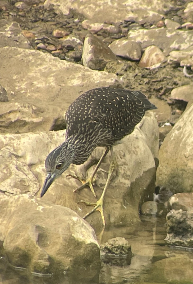 Yellow-crowned Night Heron - ML622021218