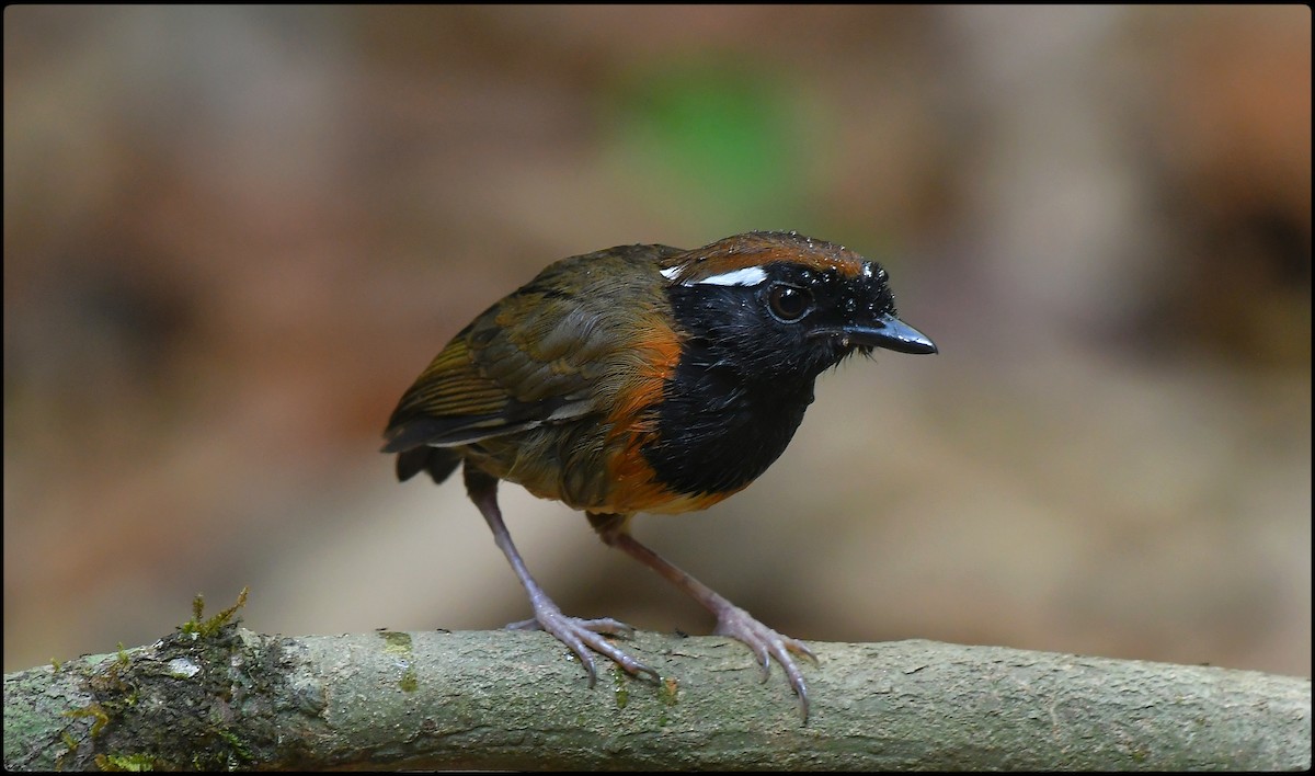 Black-breasted Gnateater - ML622021245