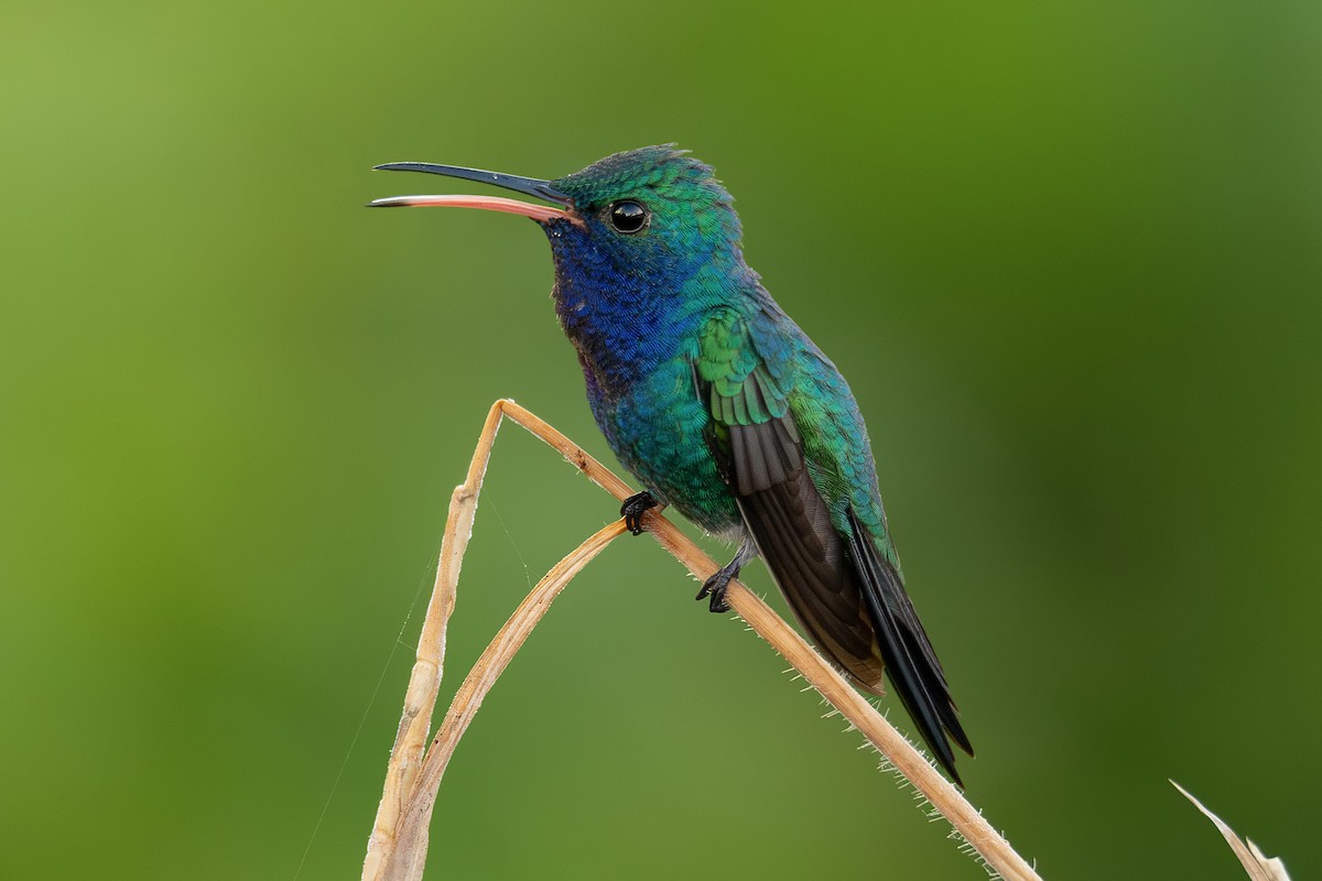 Sapphire-throated Hummingbird - ML622021250