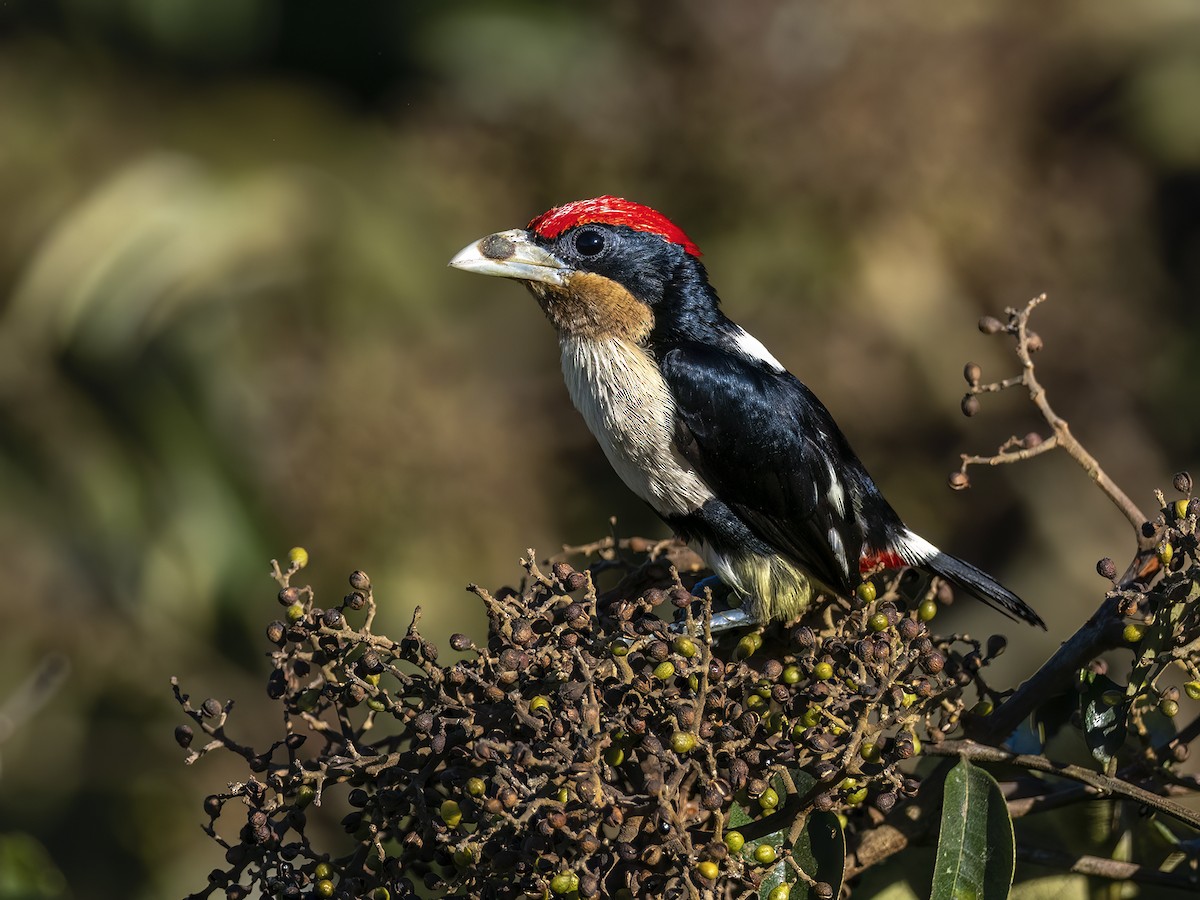 Black-girdled Barbet - Andres Vasquez Noboa
