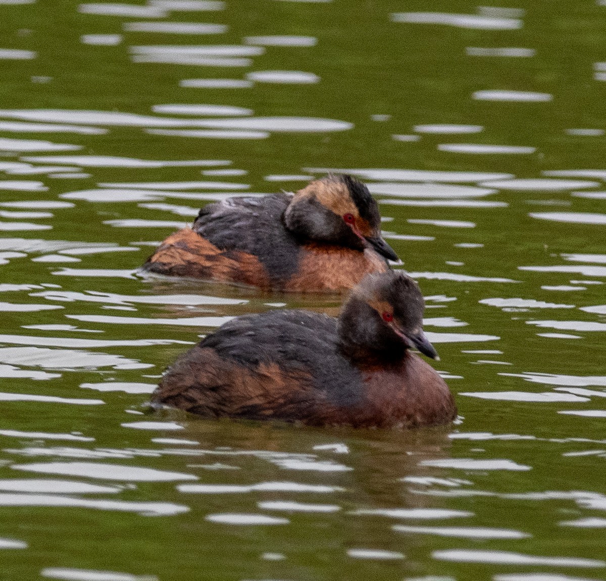 Horned Grebe - Debra Miyamoto