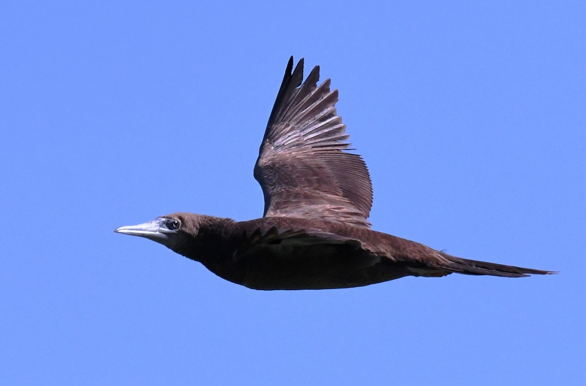 Brown Booby - ML622021357