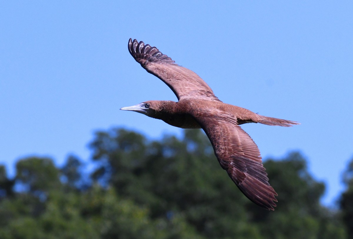 Brown Booby - ML622021359