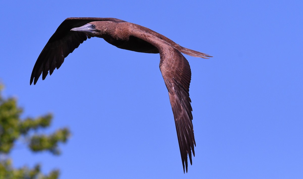 Brown Booby - ML622021360