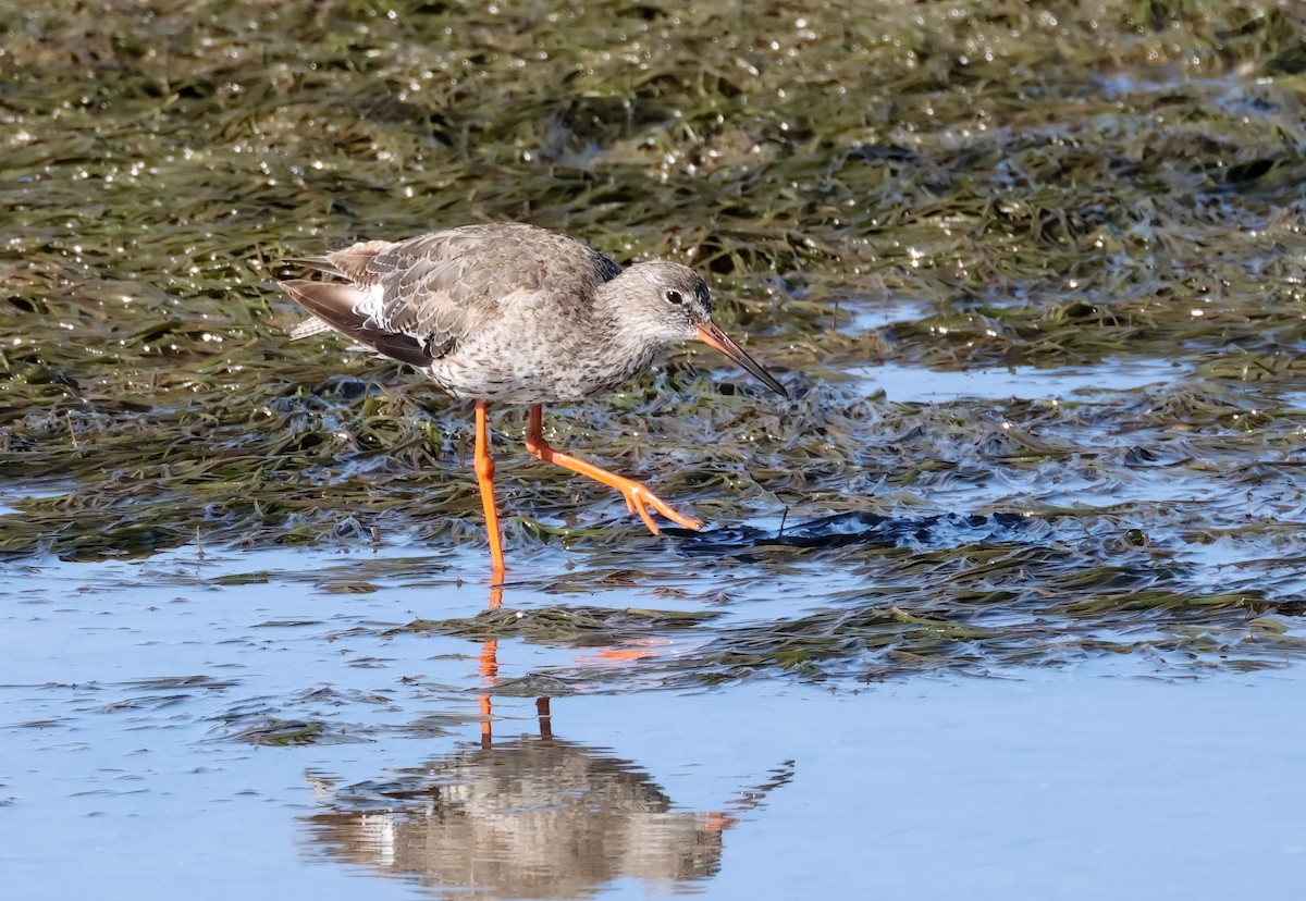 Common Redshank - Matthew Grube