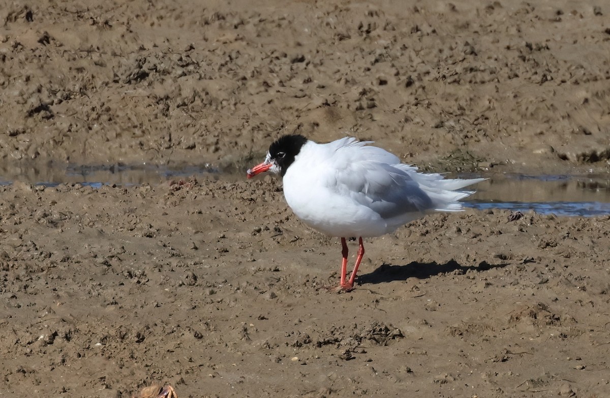 Mediterranean Gull - ML622021471