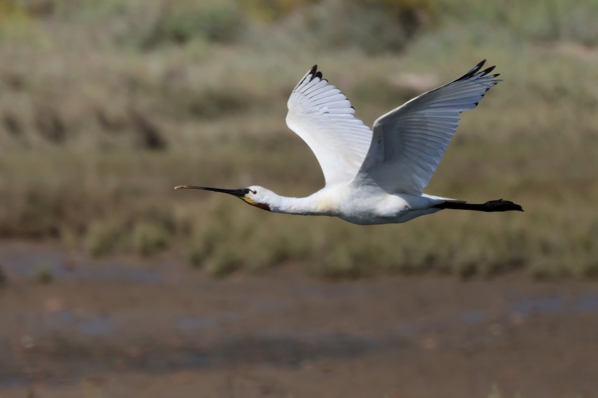 Eurasian Spoonbill - Matthew Grube