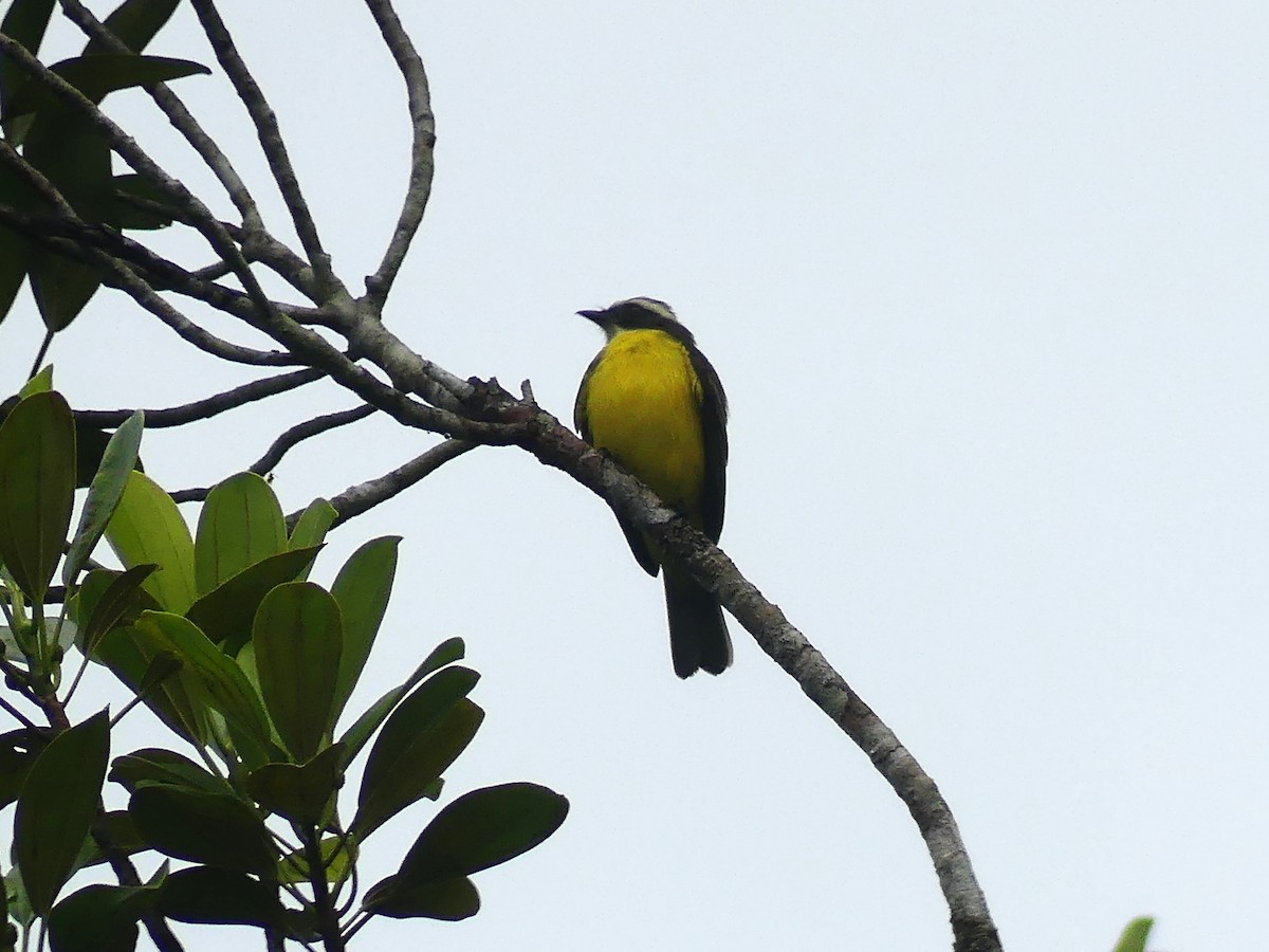 Social Flycatcher - Michael Klotz