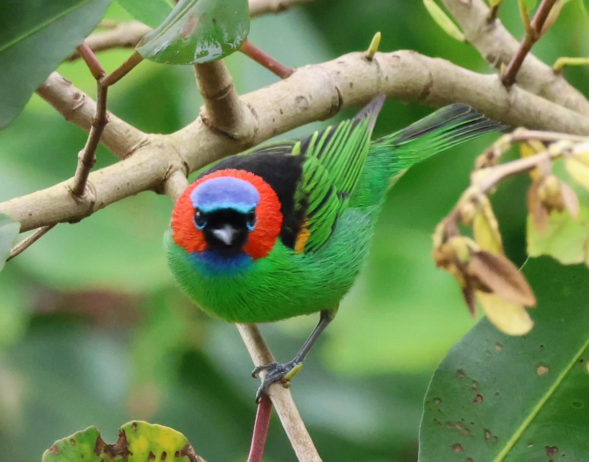 Red-necked Tanager - Sergio luiz Carniel
