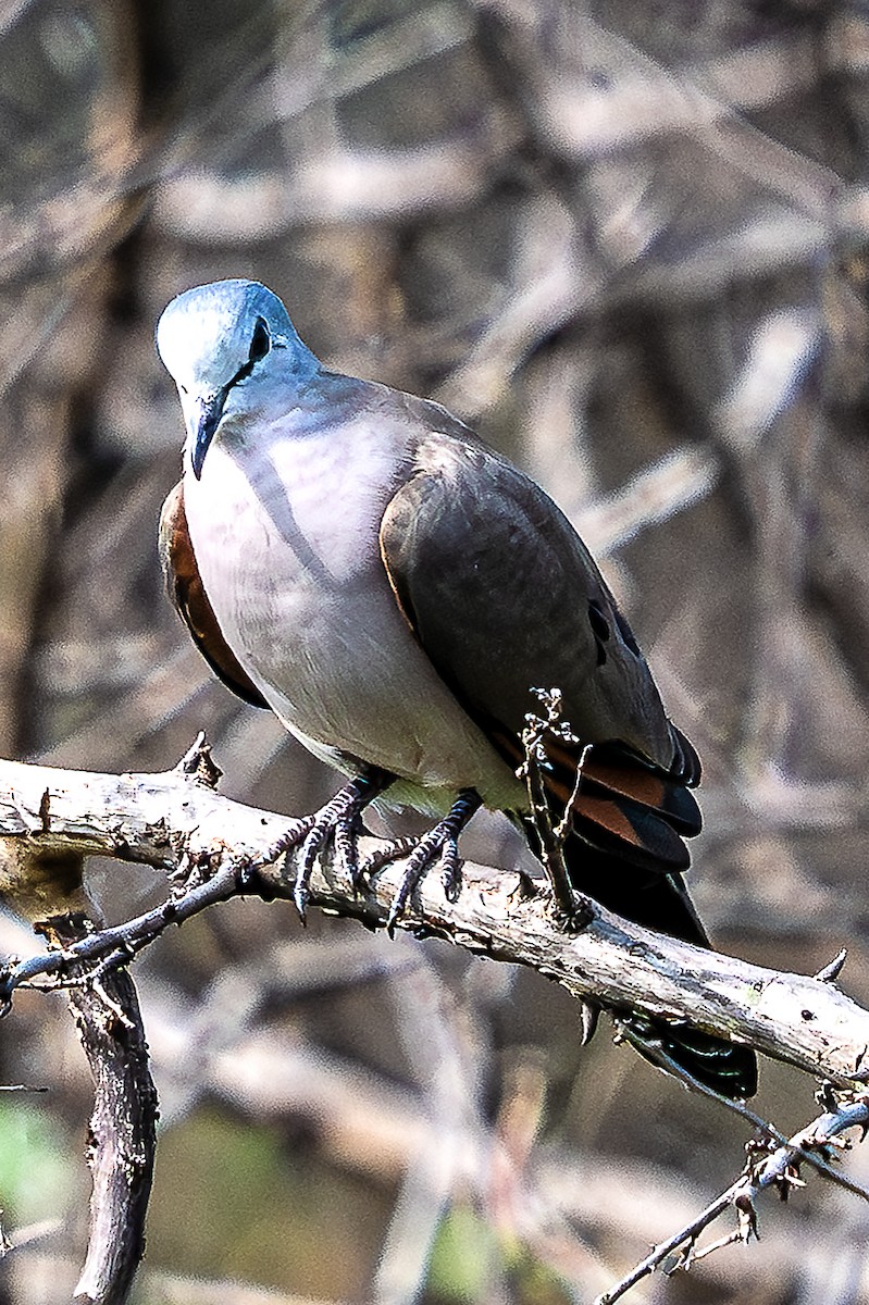 Black-billed Wood-Dove - ML622021571