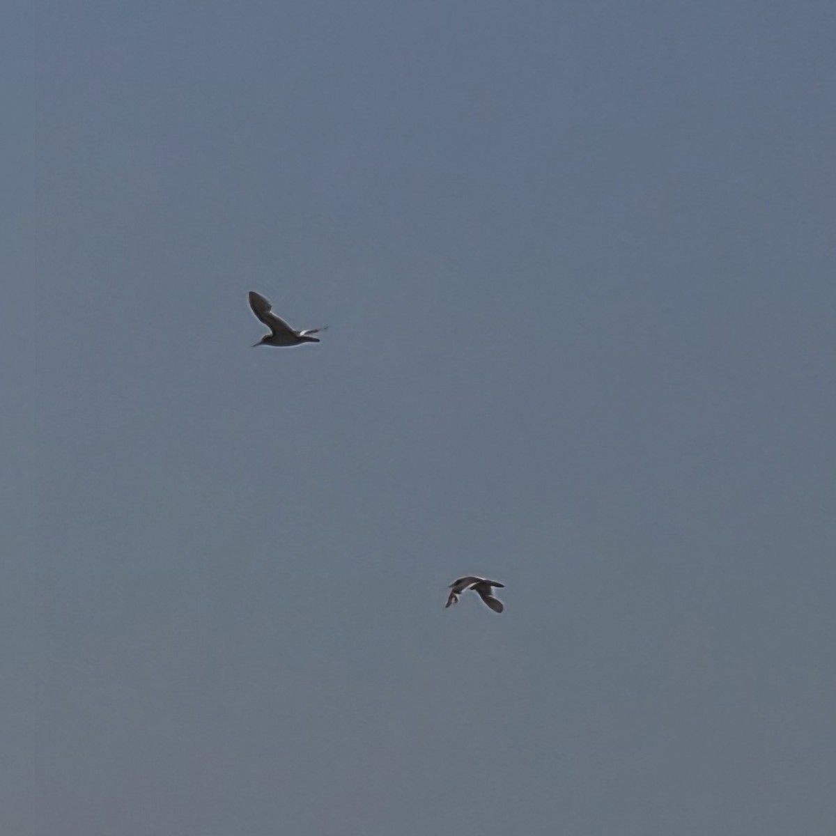 Common Redshank - ML622021606