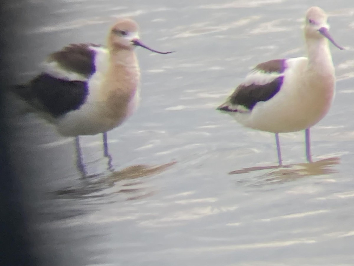 American Avocet - ML622021630