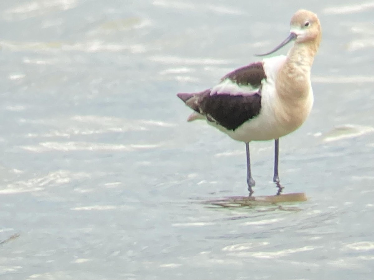 American Avocet - ML622021631