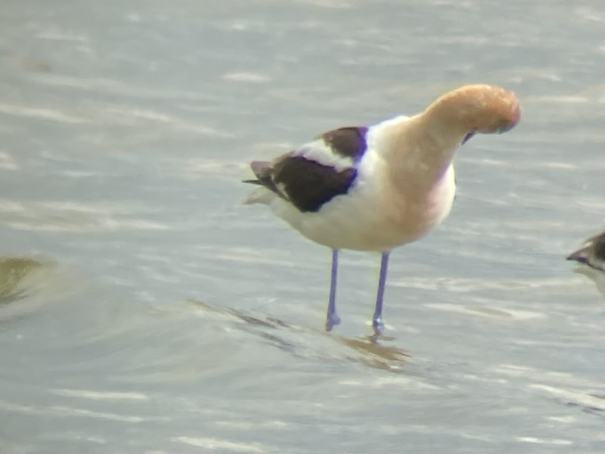 American Avocet - ML622021632