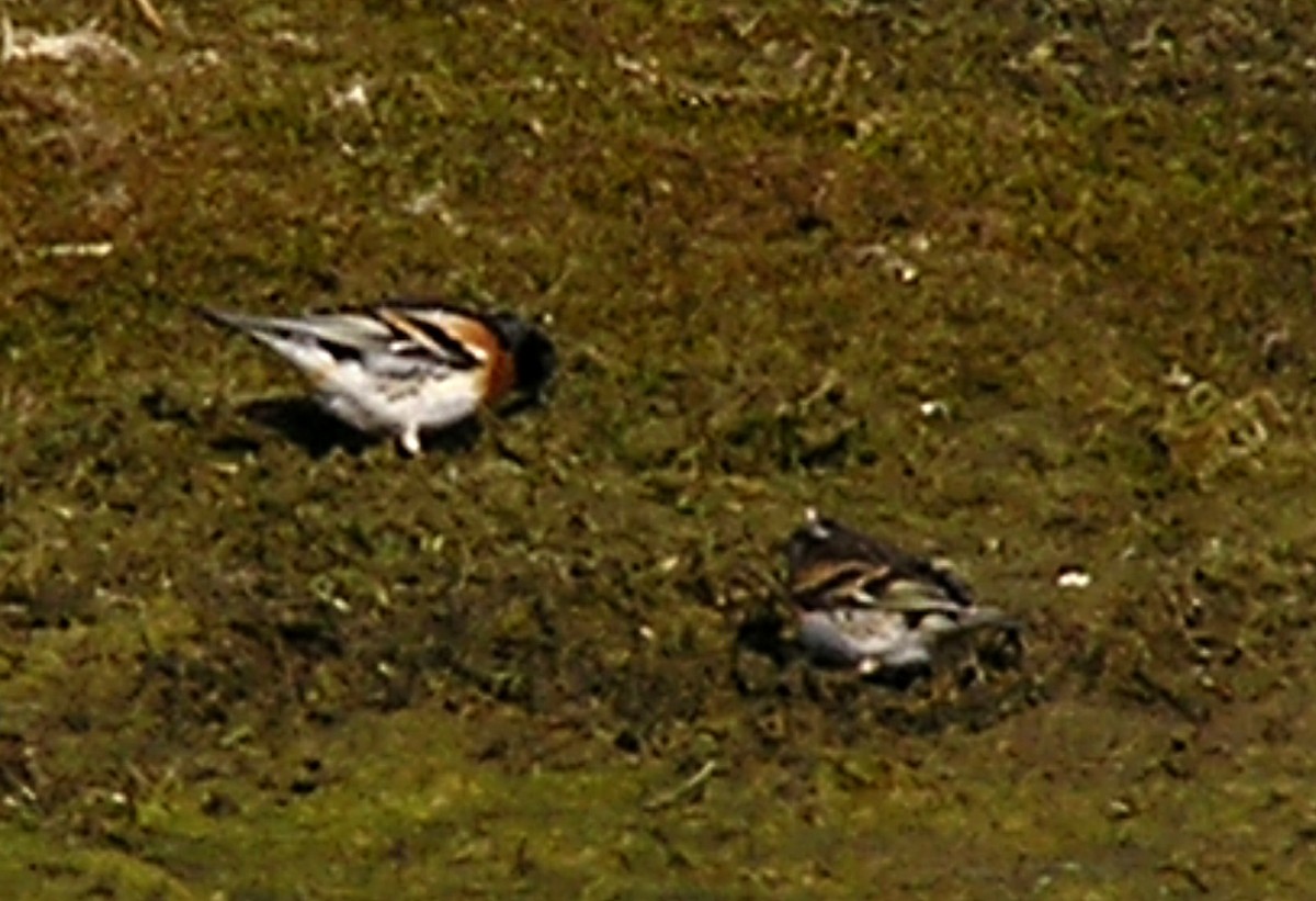 Brambling - ML622021706