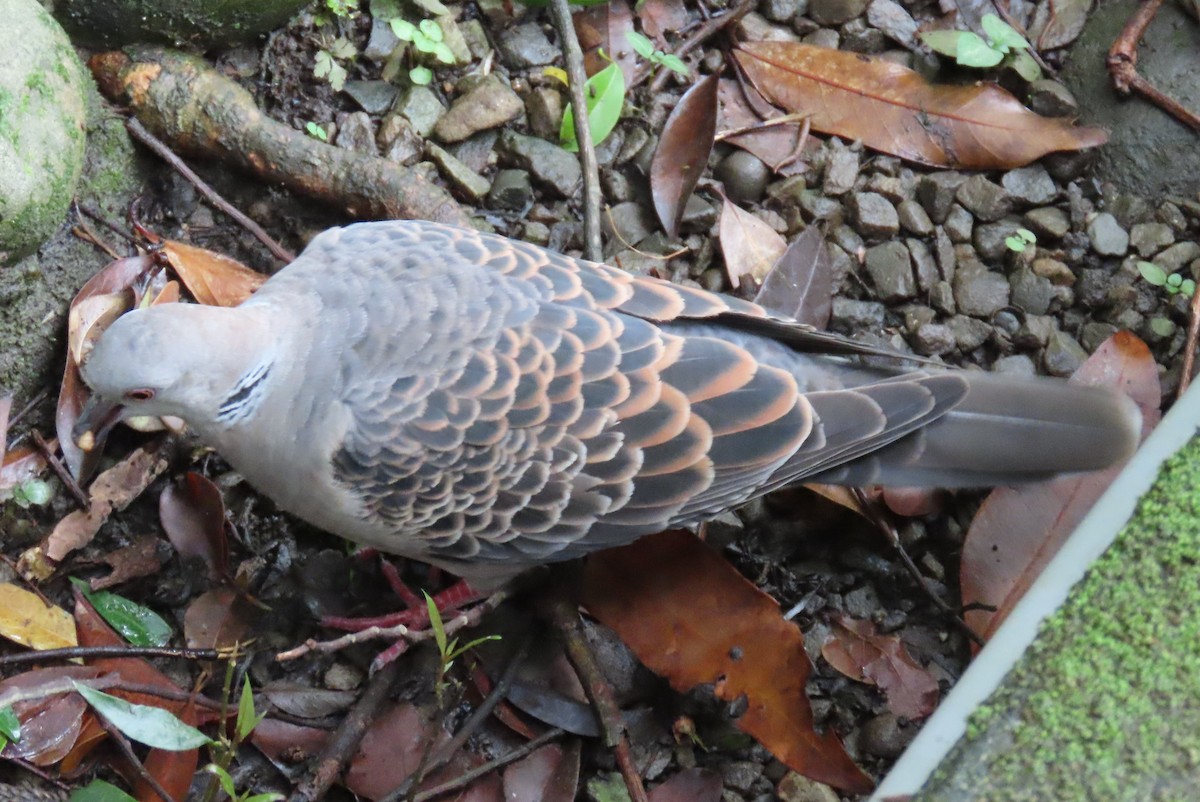 Oriental Turtle-Dove - ML622021715