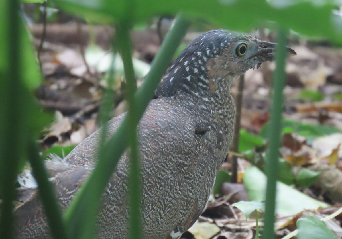 Malayan Night Heron - ML622021721