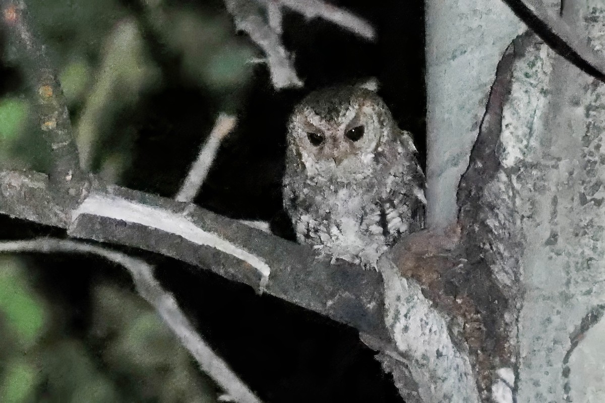 Flammulated Owl - ML622021736