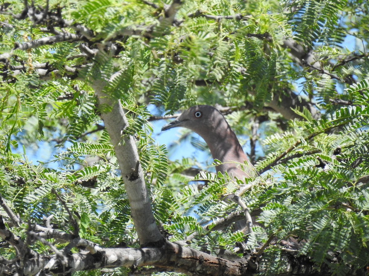 Plain Pigeon - ML622021744