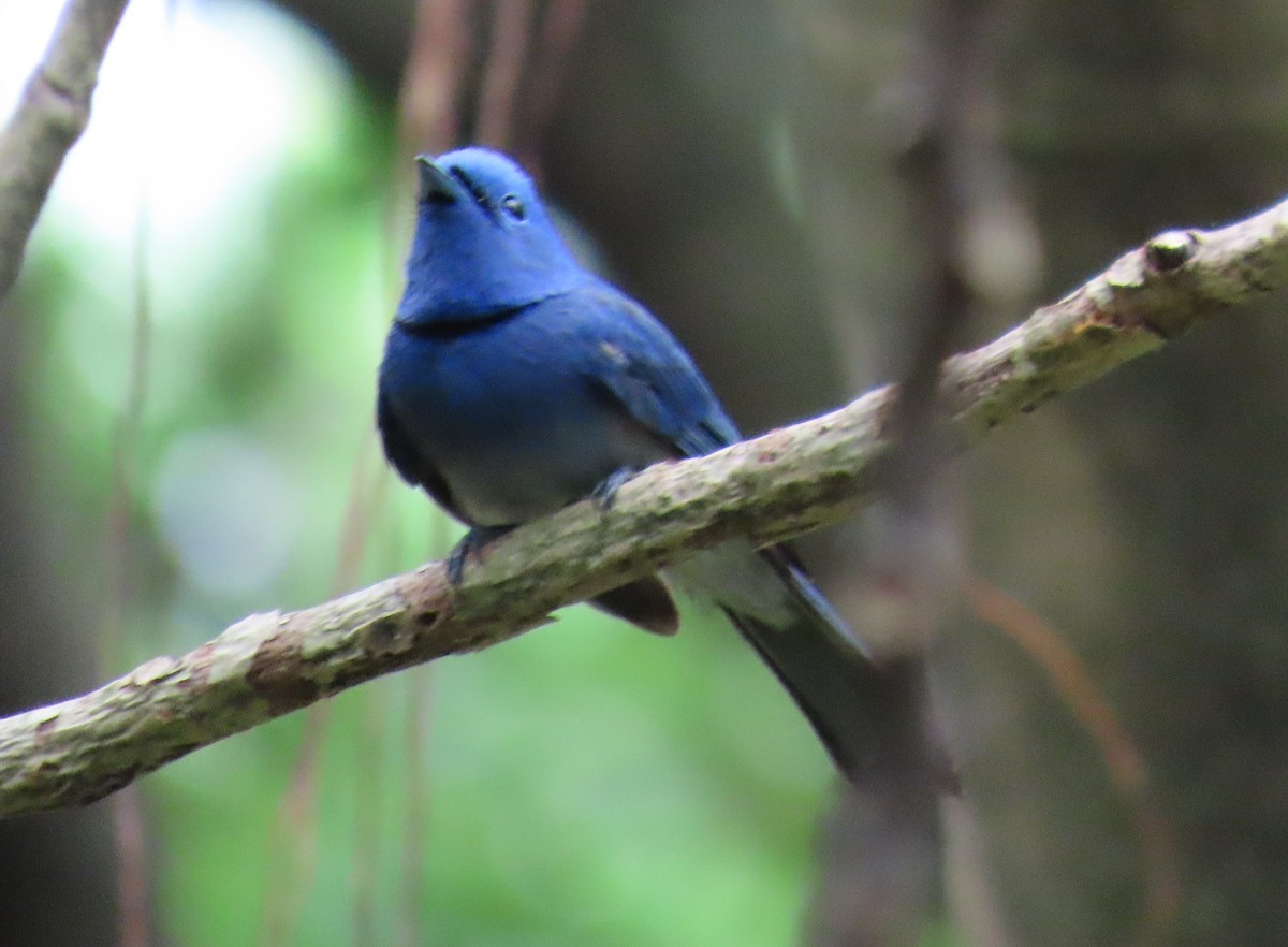 Black-naped Monarch - ML622021750