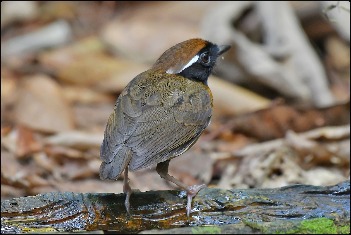 Black-breasted Gnateater - ML622021791