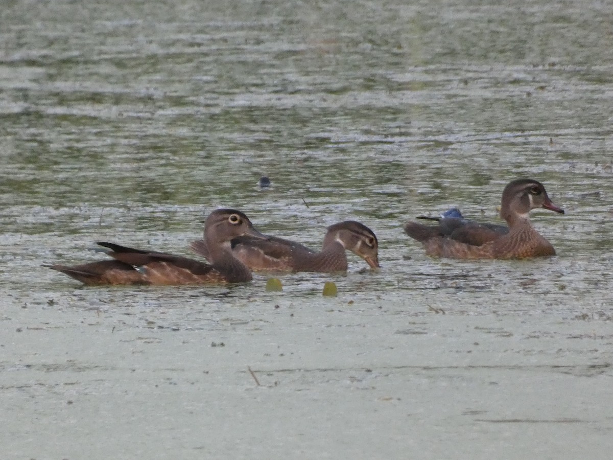 Wood Duck - ML622021873