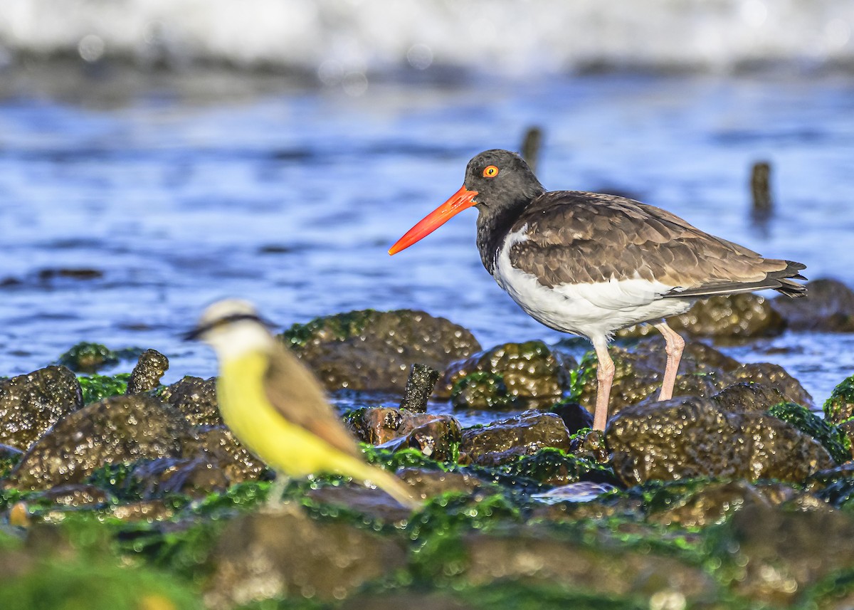 American Oystercatcher - Amed Hernández