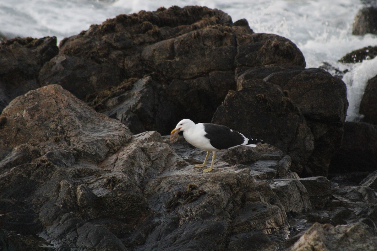 Gaviota Cocinera - ML622021897