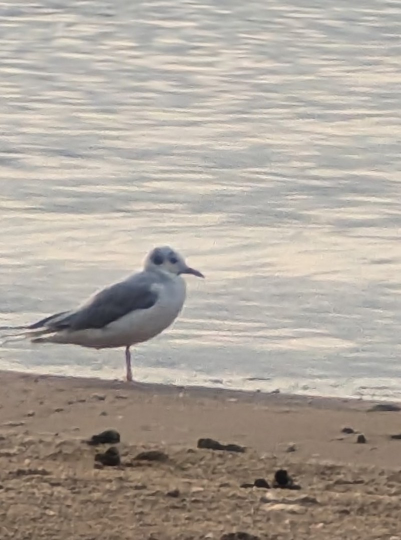Bonaparte's Gull - ML622021898