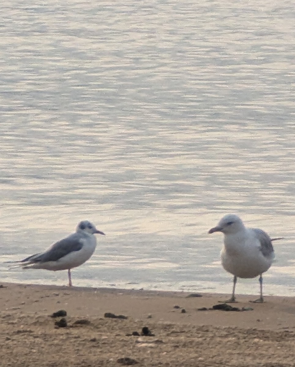 Bonaparte's Gull - ML622021899