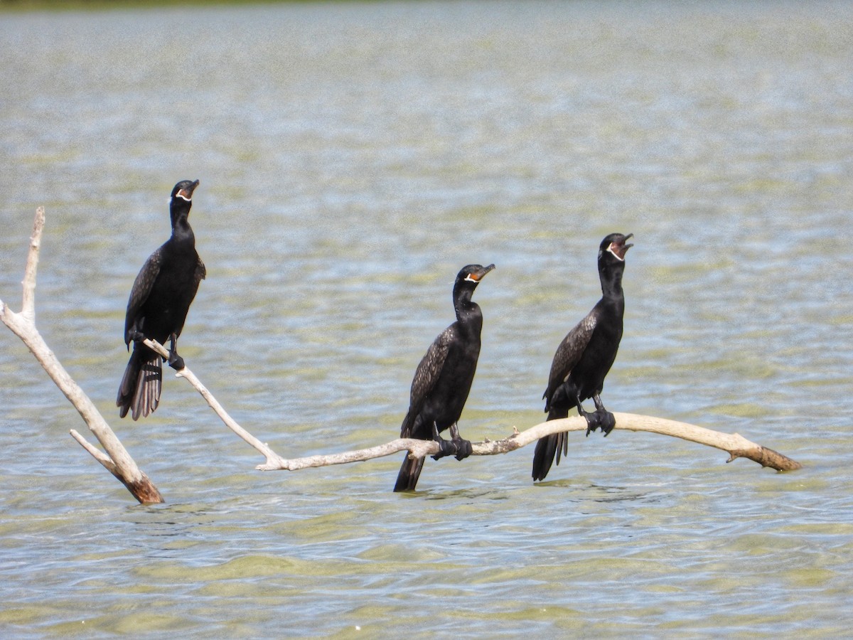 Cormorán Biguá - ML622021960