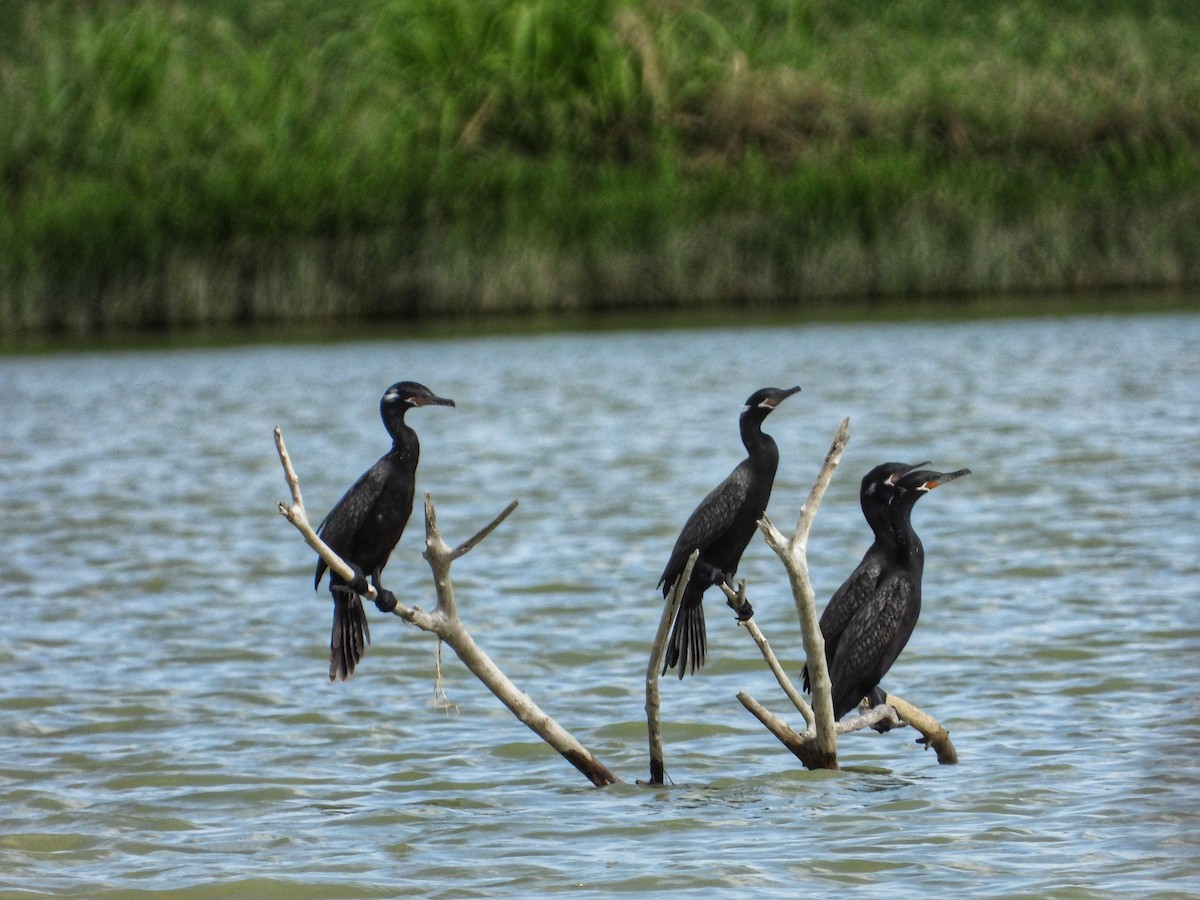 Neotropic Cormorant - Roger Medina