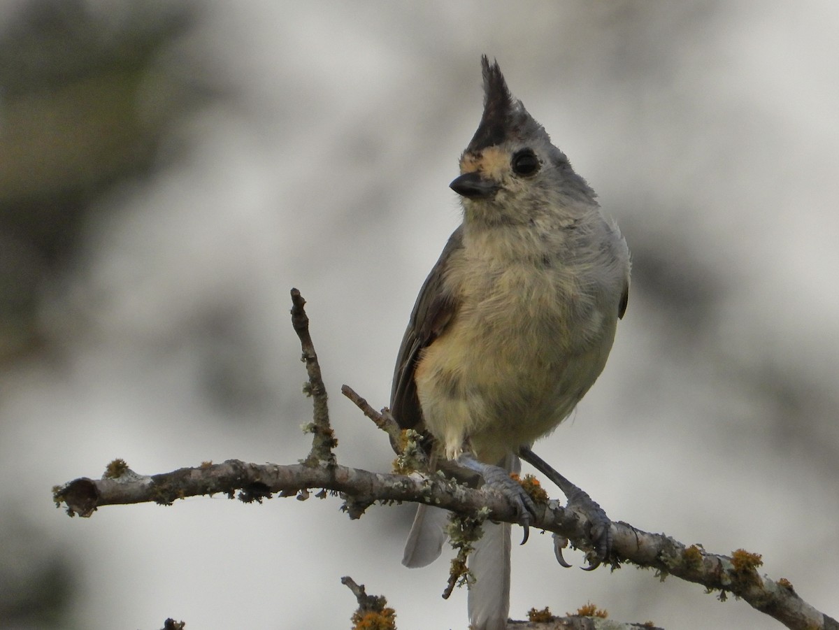 Black-crested Titmouse - Roger Medina