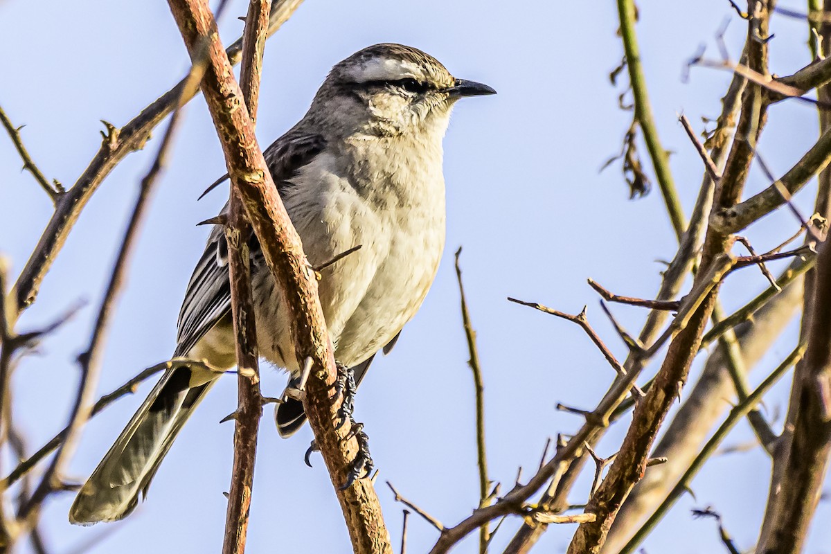 Chalk-browed Mockingbird - Amed Hernández